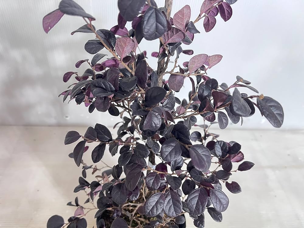 トキワマンサク　ブラックパール　/ 671 トキワマンサク ブラックパール / 671 トキワマンサク：ブラック